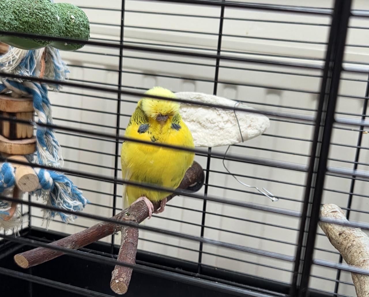 Mooi forse engelse grasparkiet