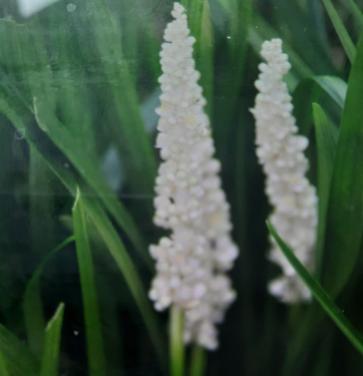 Liriope wit