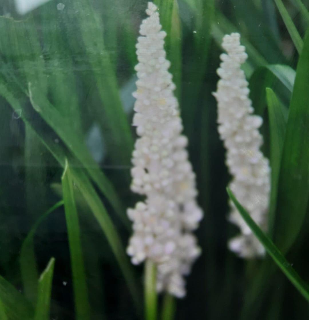 Liriope wit