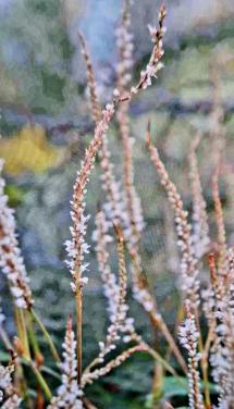 Persicaria wit hoog