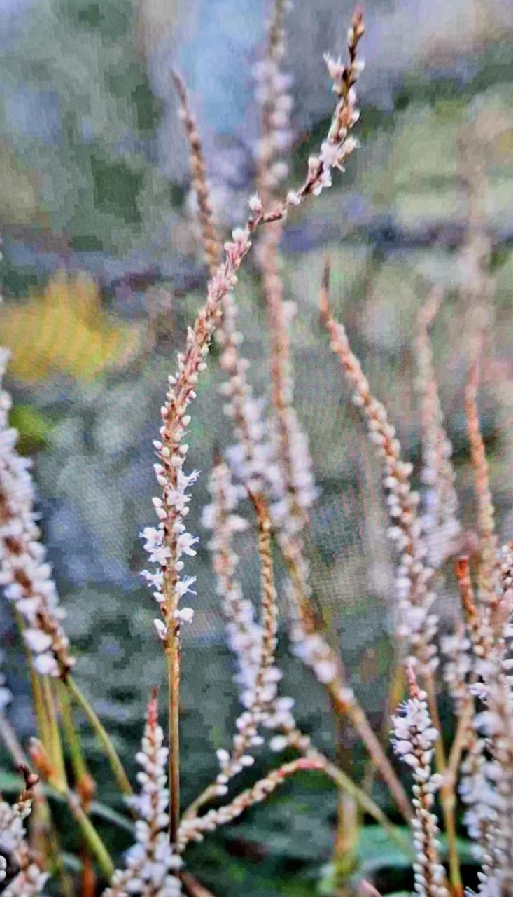 Persicaria wit hoog