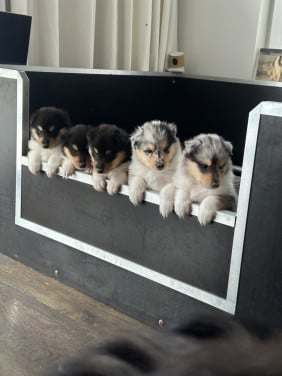 Schotse Collie pups met Stamboom