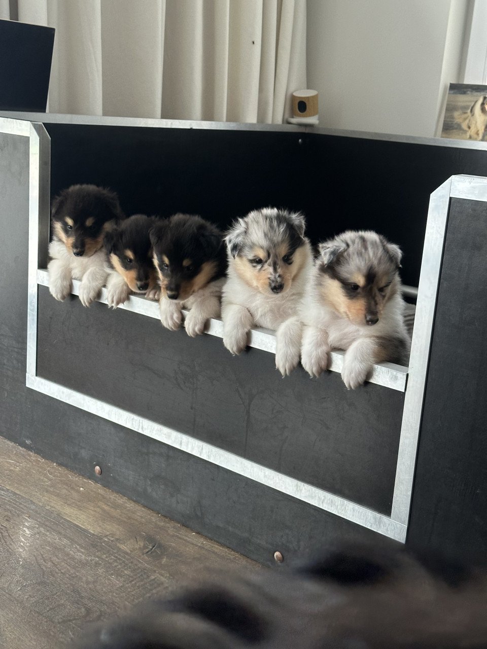 Schotse Collie pups met Stamboom