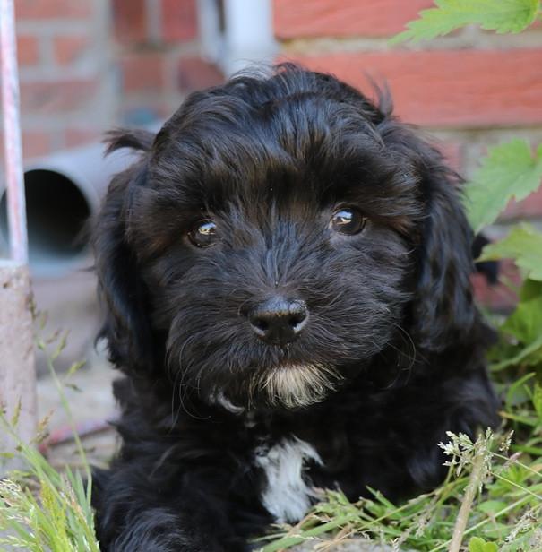Shihpoo pups mogen het nestje verlaten