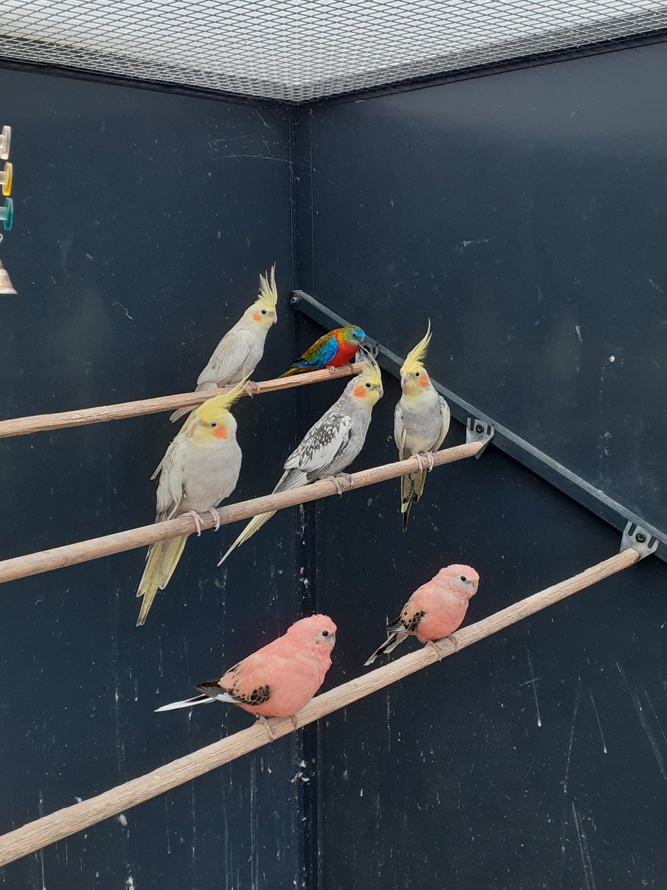 Diverse kleuren valkparkieten