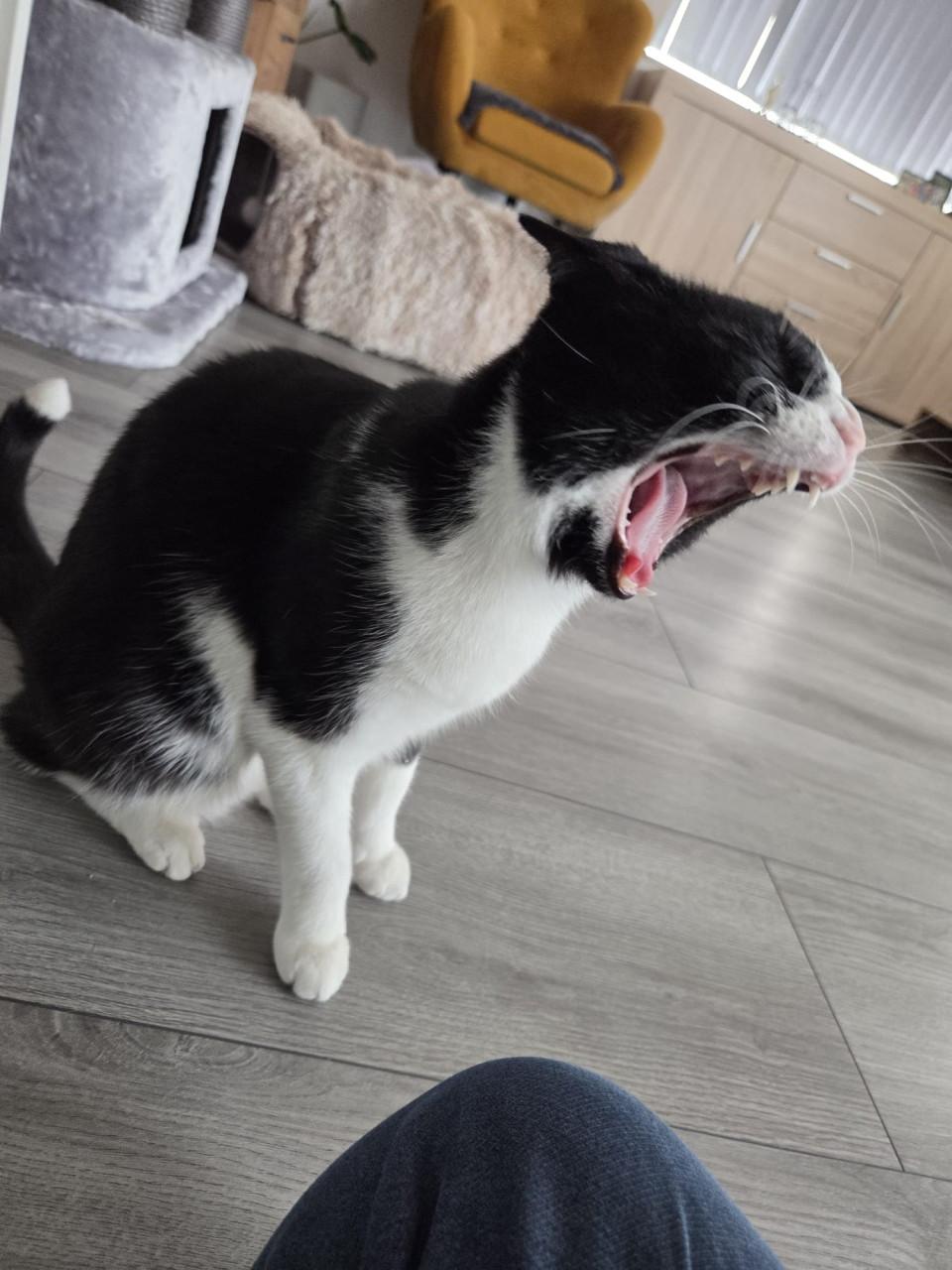 Poezen zoeken lief baasje♥️
