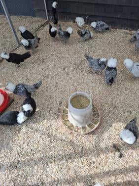 Hollandse kuifhoen, diverse kleuren