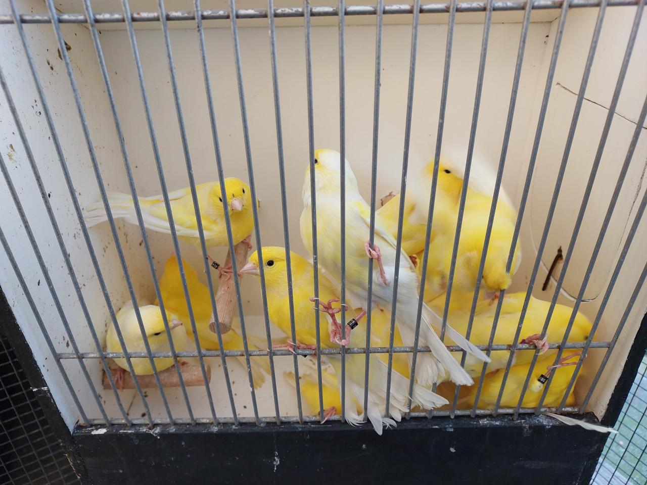 Gele kanaries uit buitenvoliere