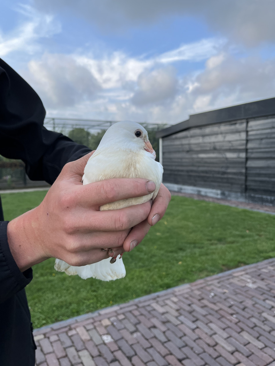 Witte sierduiven