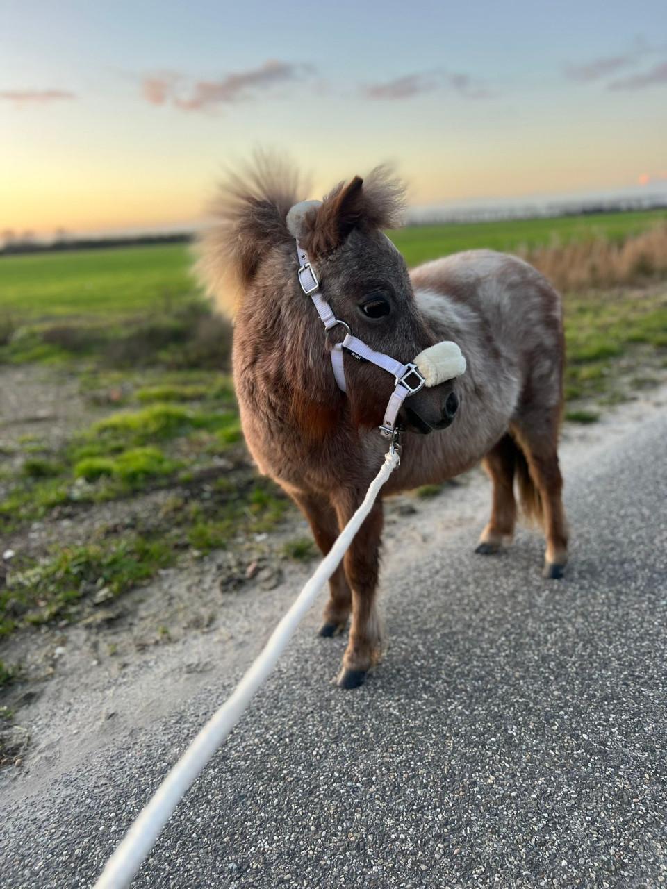 Verzorger gezocht voor mini pony’s 🐴
