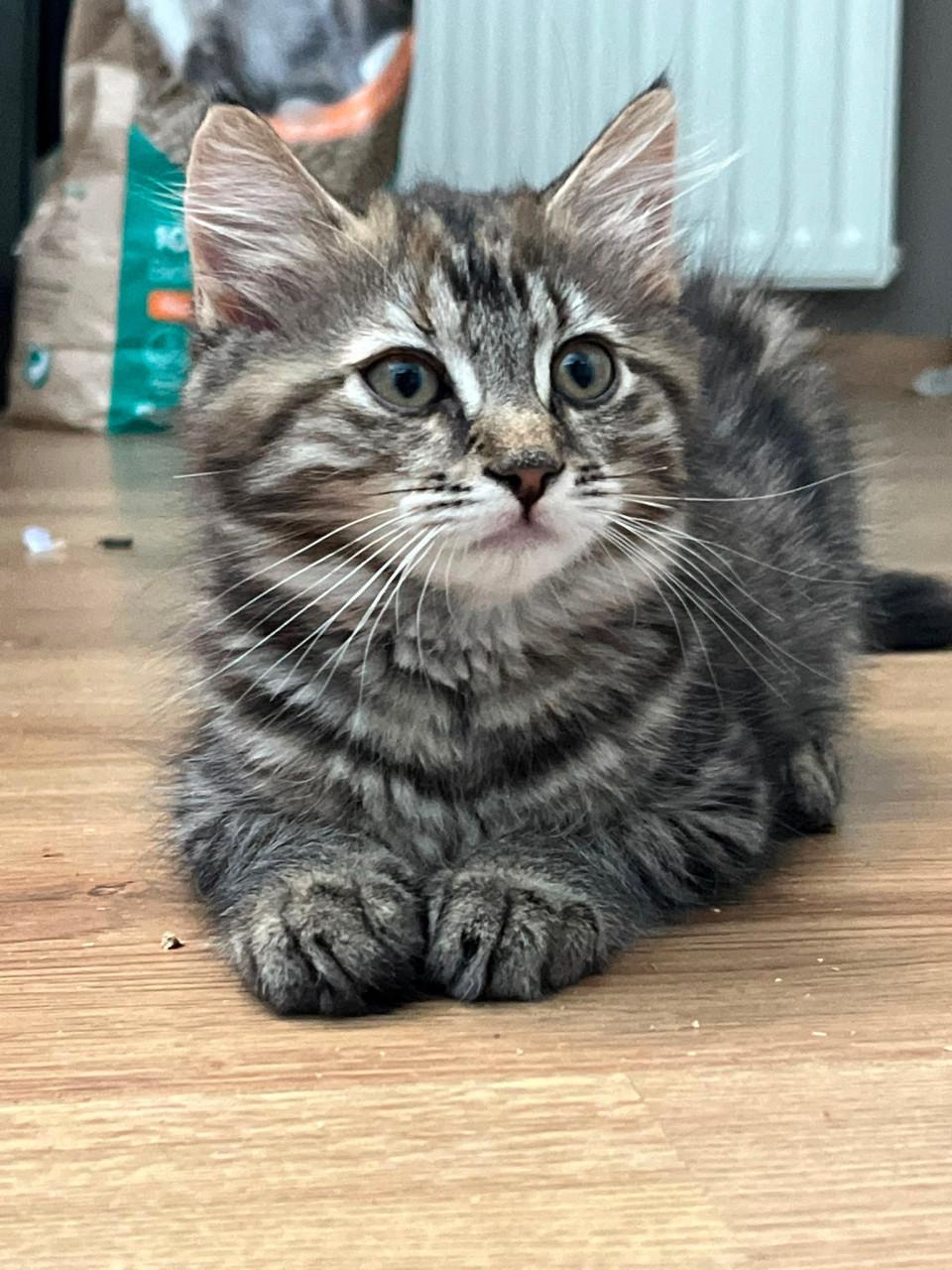Kitten meisje kruising Pers langharig
