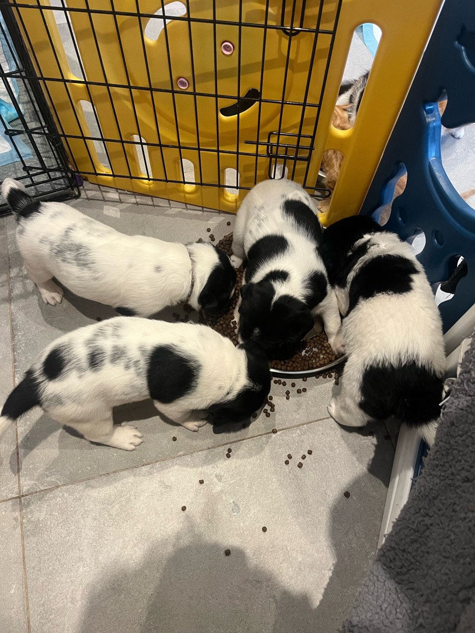 Labrador / Friese stabij puppy’s