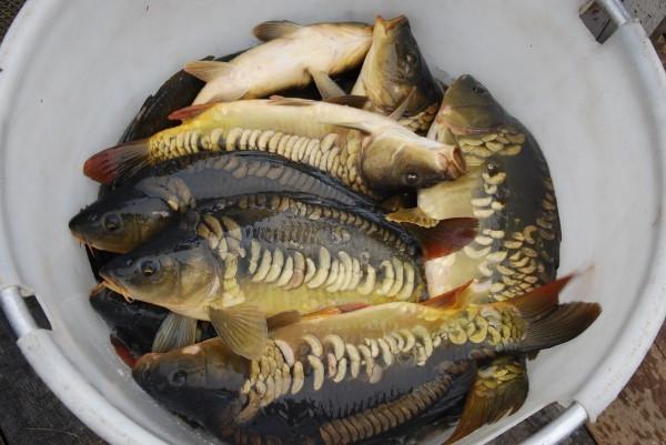 Koop een visvergunning voor een kerst en nieuwjaar cadeau € 17,50 KOOPJE