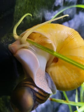 Gezocht appelslak