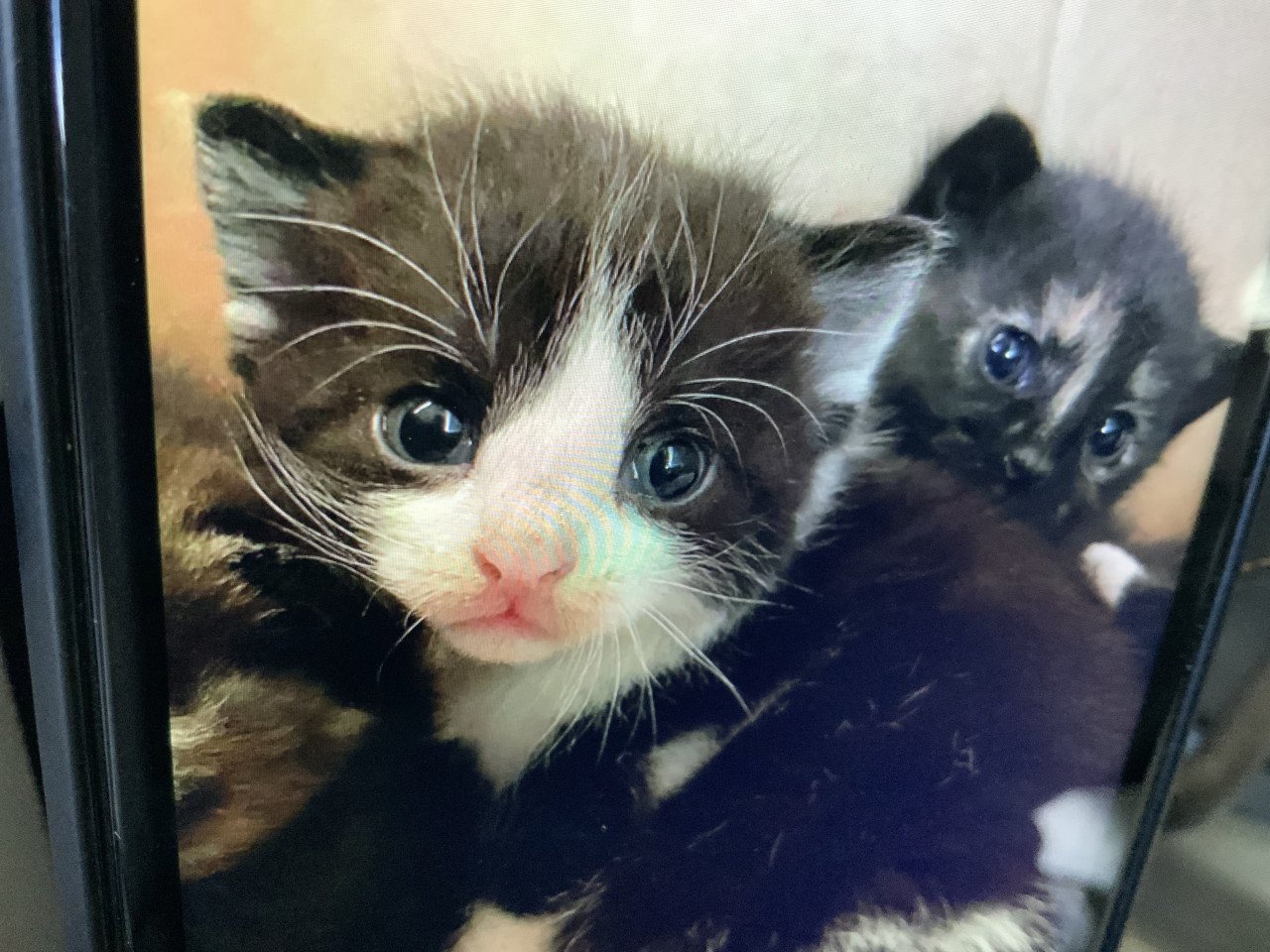 Kittens