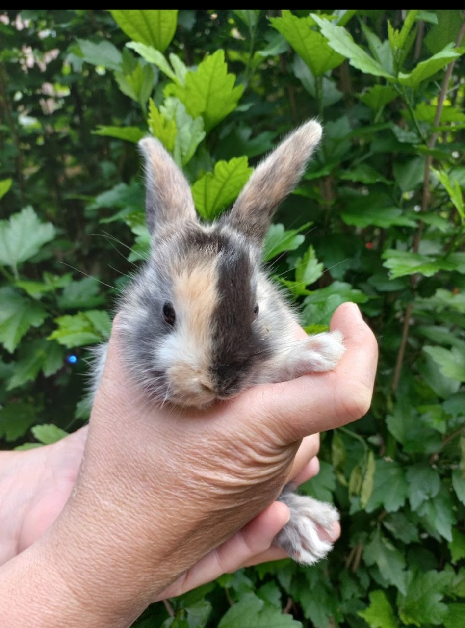 Nederlandse hangoor konijntjes