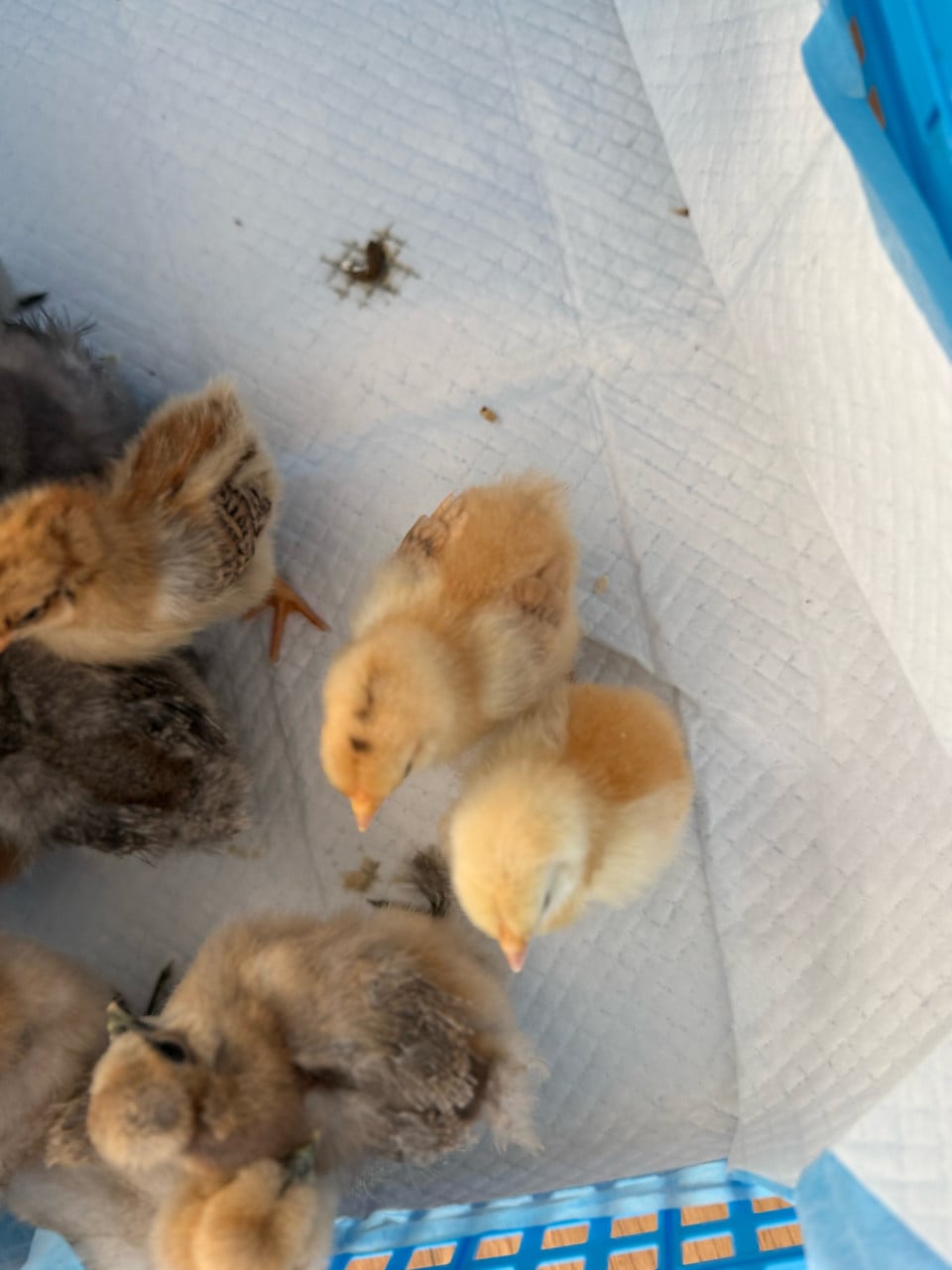 Kuikentjes zijdehoen