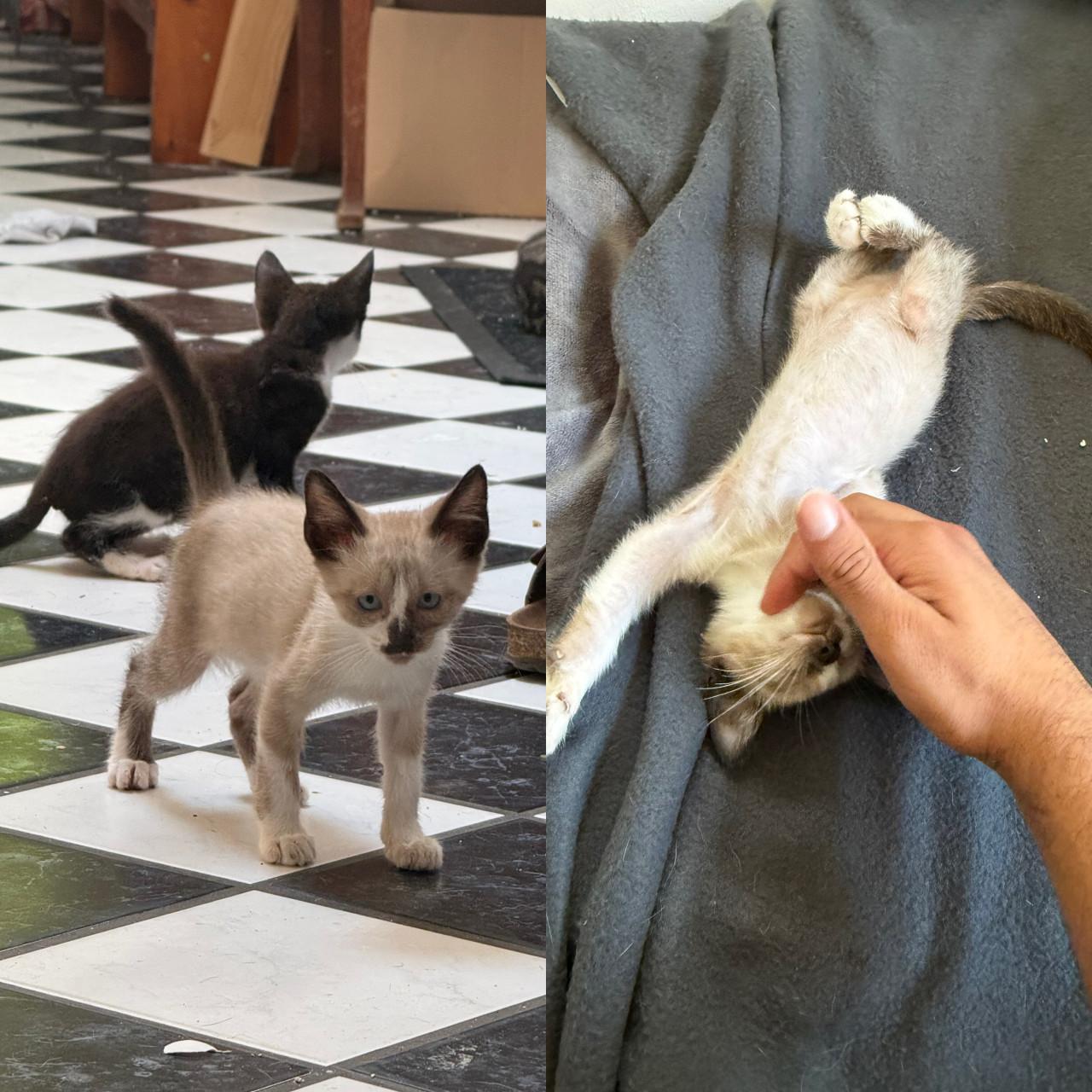 Kittens