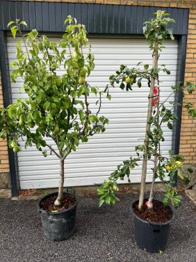 Perenbomen in pot conference