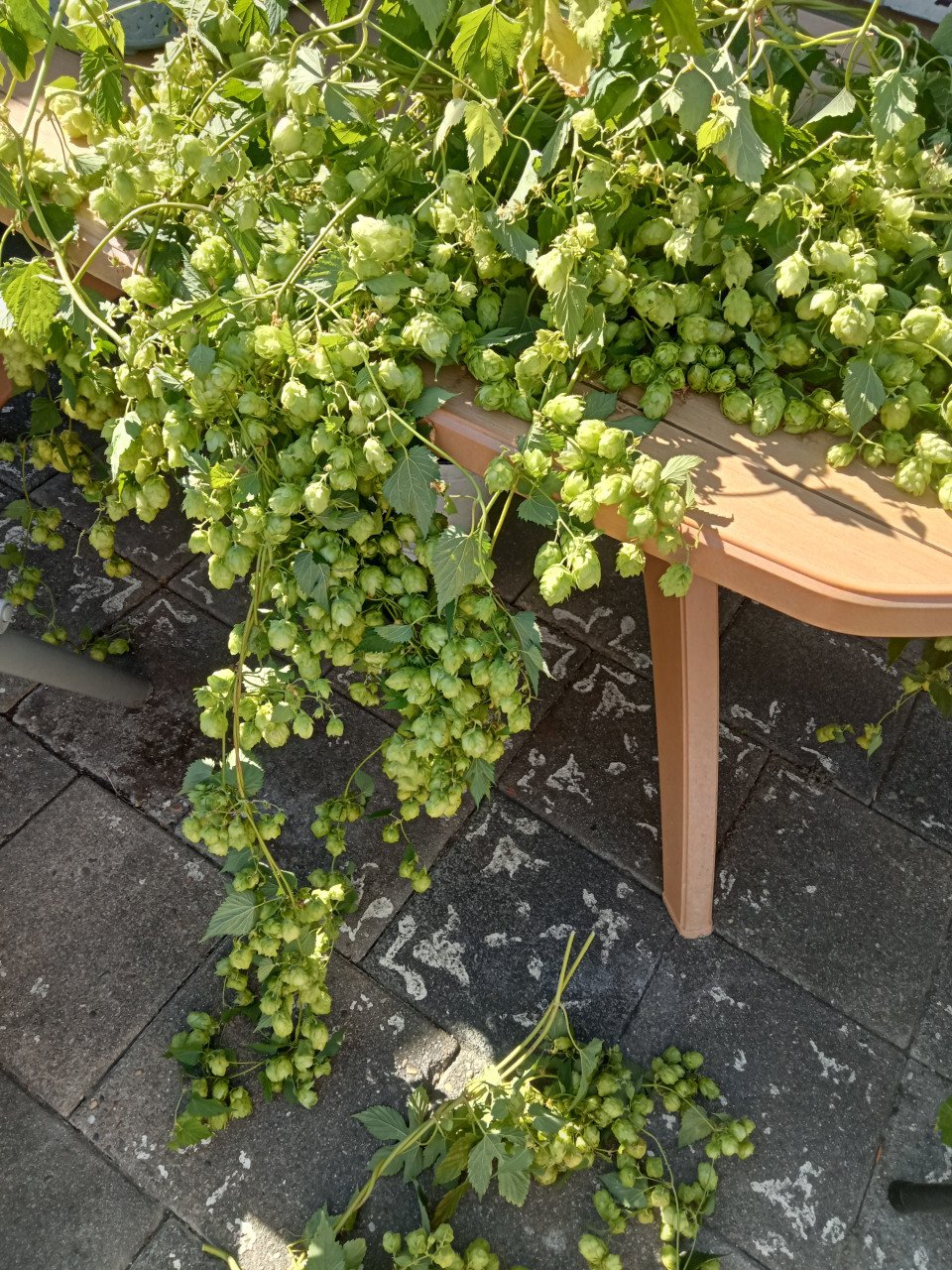 Hop! Om te brouwen of ter decoratie
