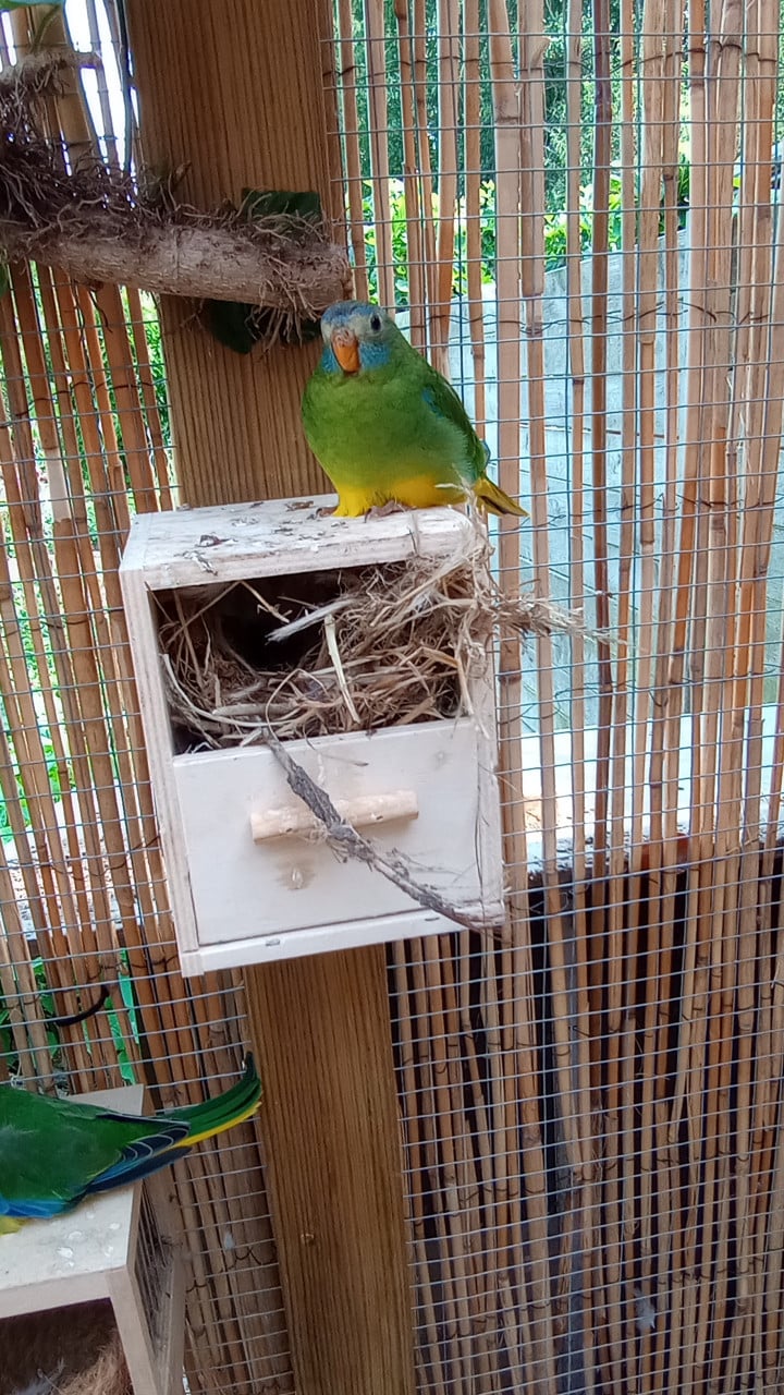 Jonge turquoisines