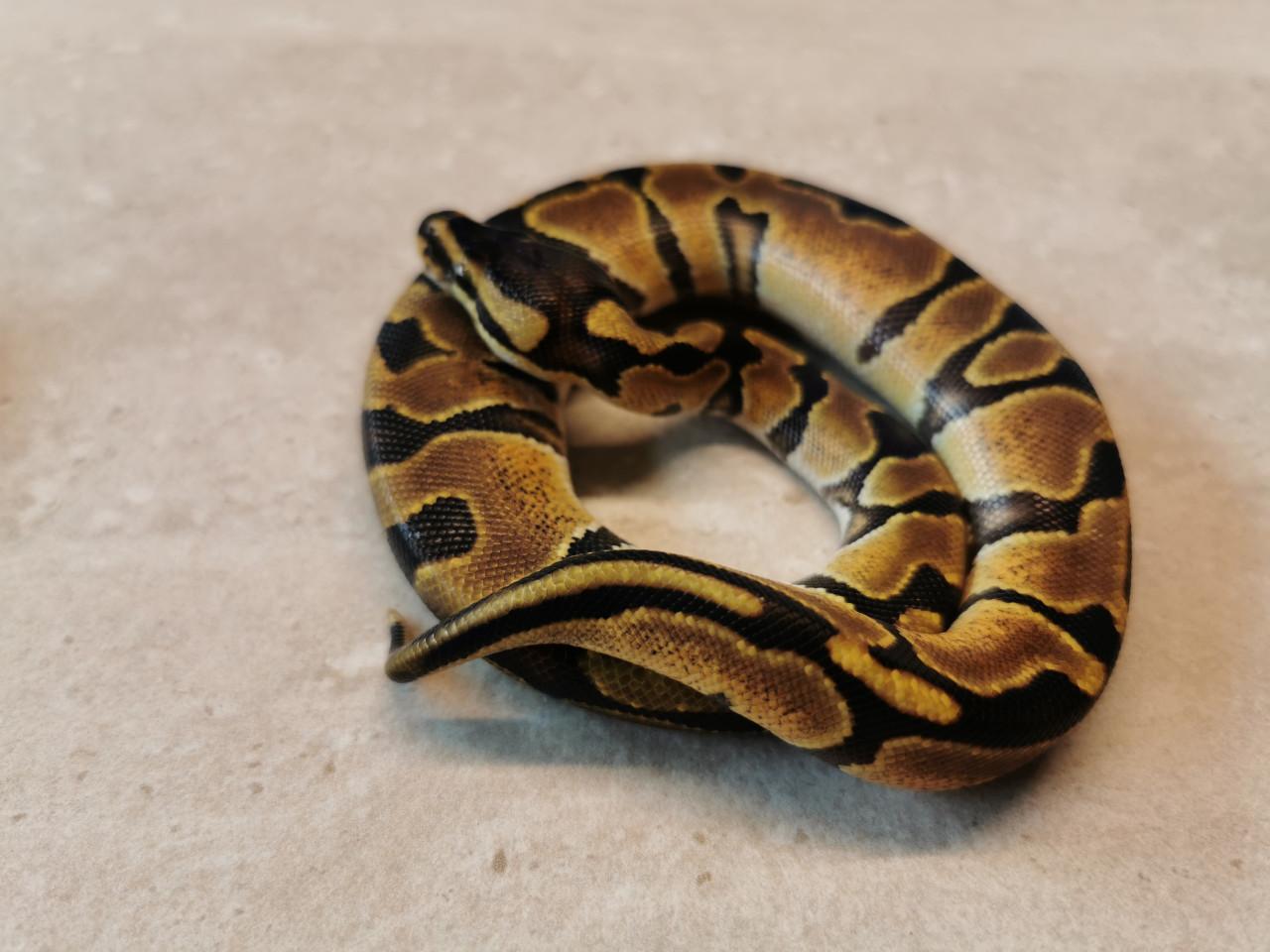 1.0 Enchi Koningspython