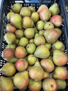 Stoof peren (Gieser Wildeman)