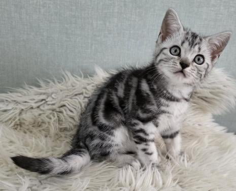 Brits korthaar kitten (Whiskas)
