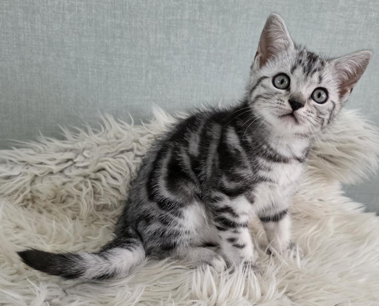 Brits korthaar kitten (Whiskas)