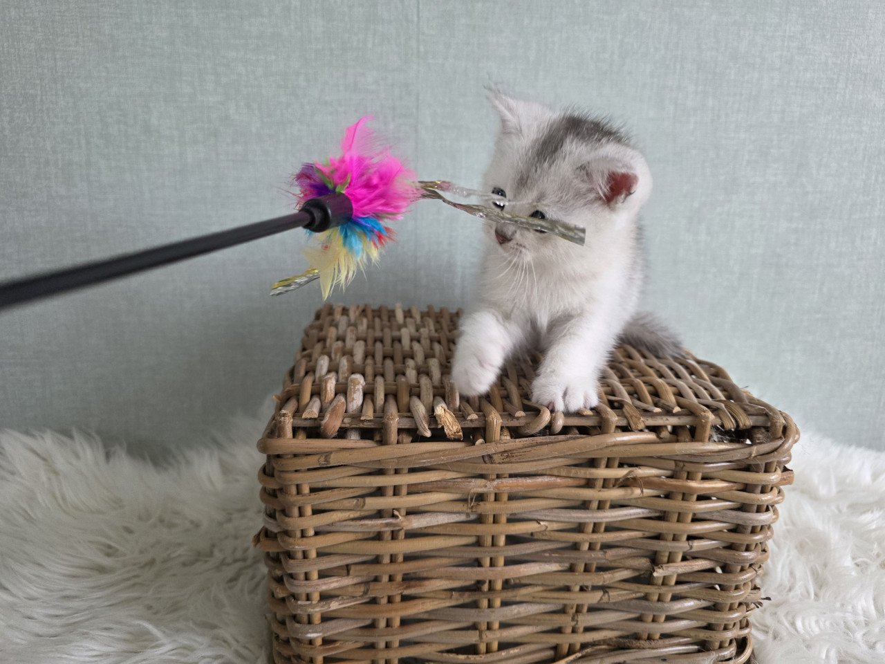 Brits korthaar Black silver shaded kitten