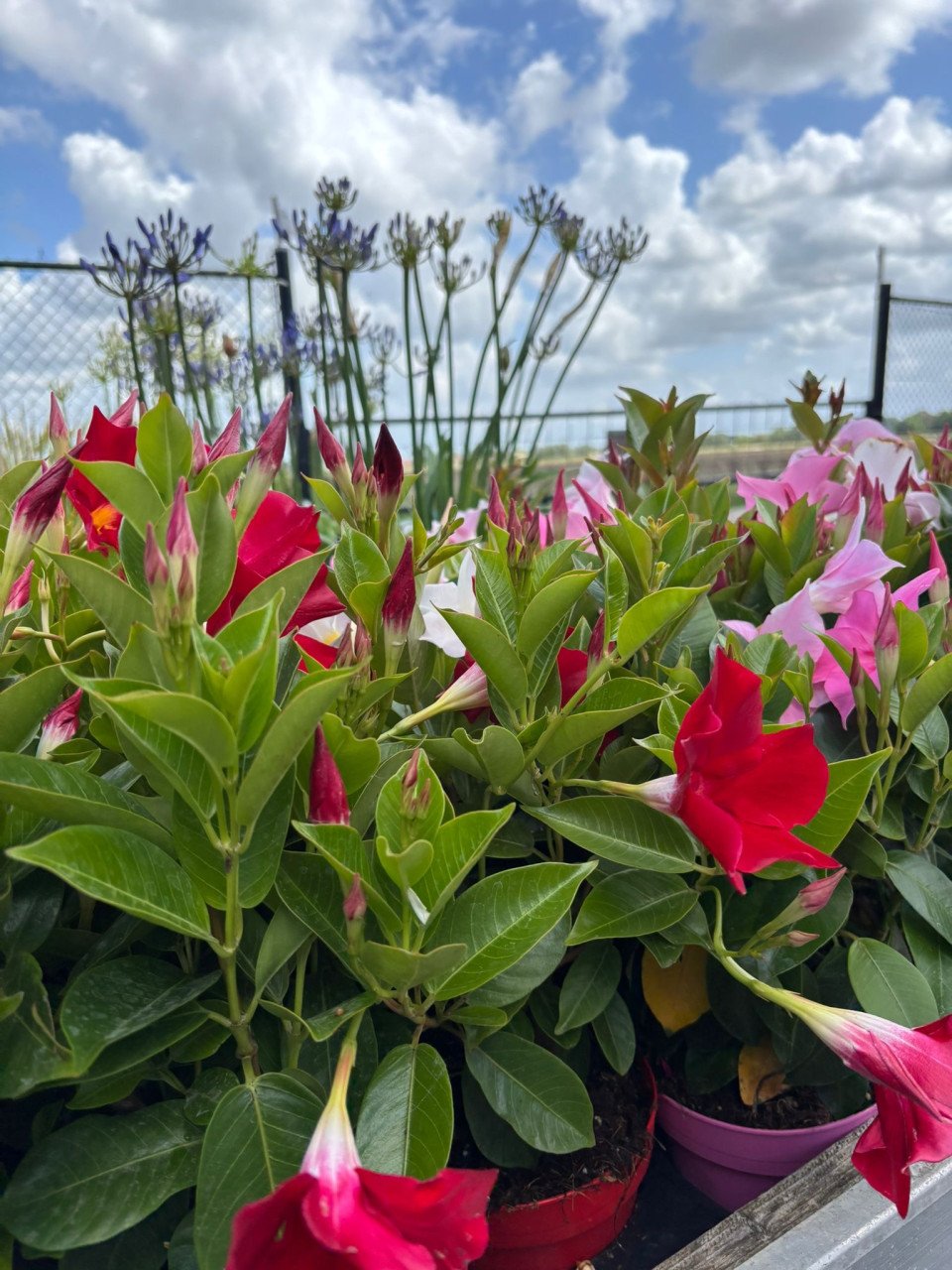 HEMELVAARTSDAG OPEN - PLANTEN EN MEER