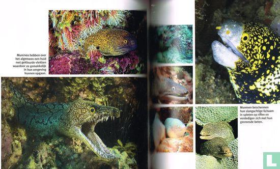 Boek: Vissen en Walvissen 1001 foto's  ZGAN.  1e druk 2010