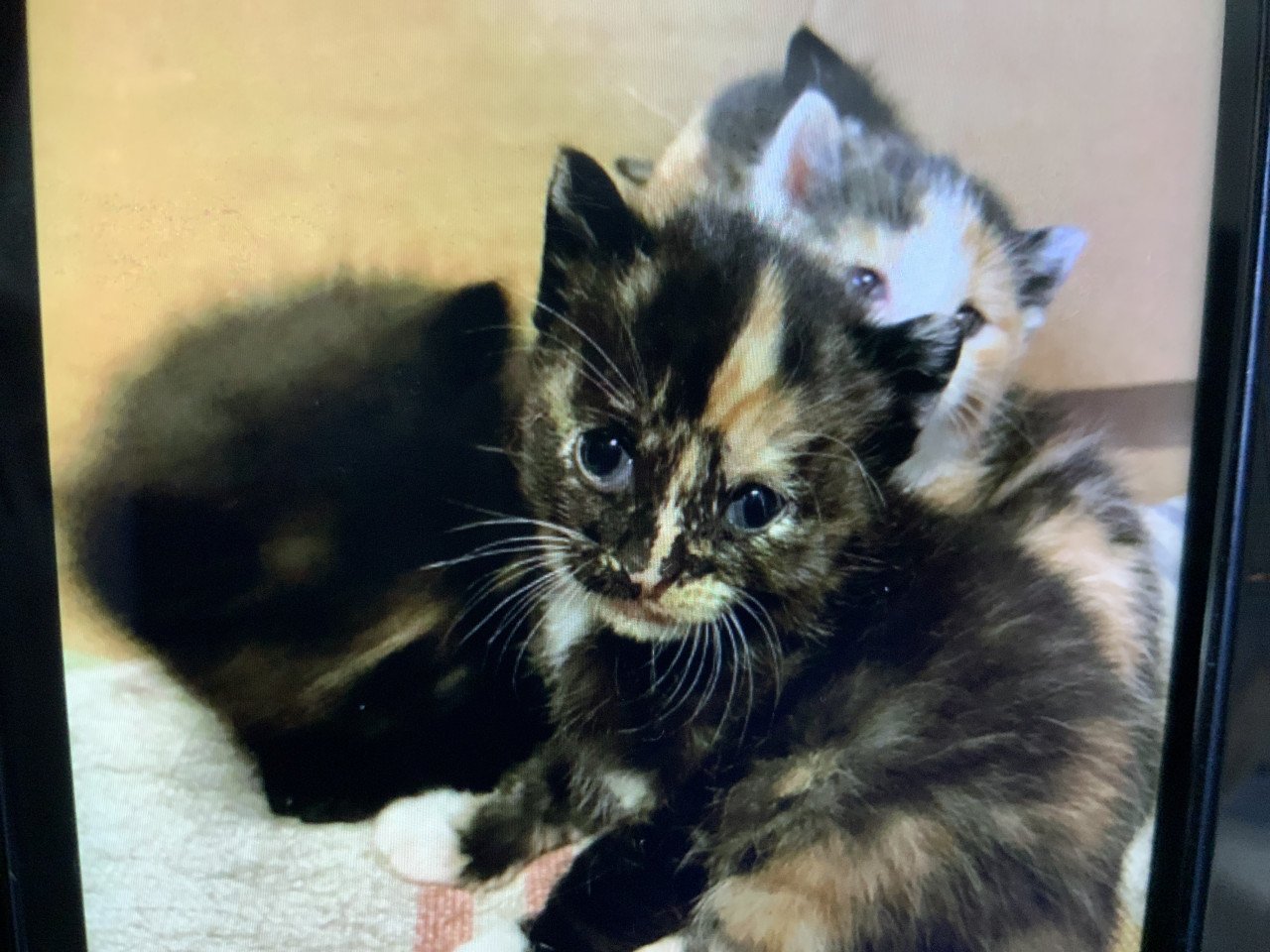 Kittens