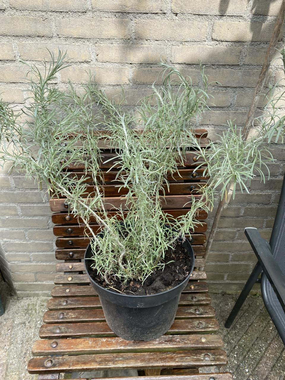 Curry plant