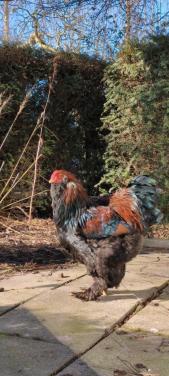 Pracht Raszuiver rode Brahma haan te koop