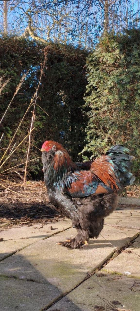 Pracht Raszuiver rode Brahma haan te koop