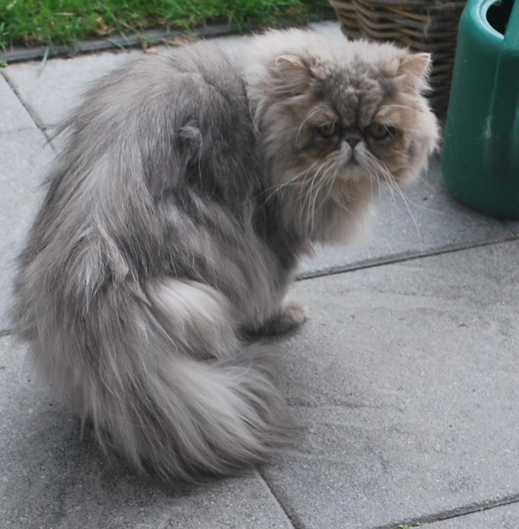 Perzische bleu shaded golden kater