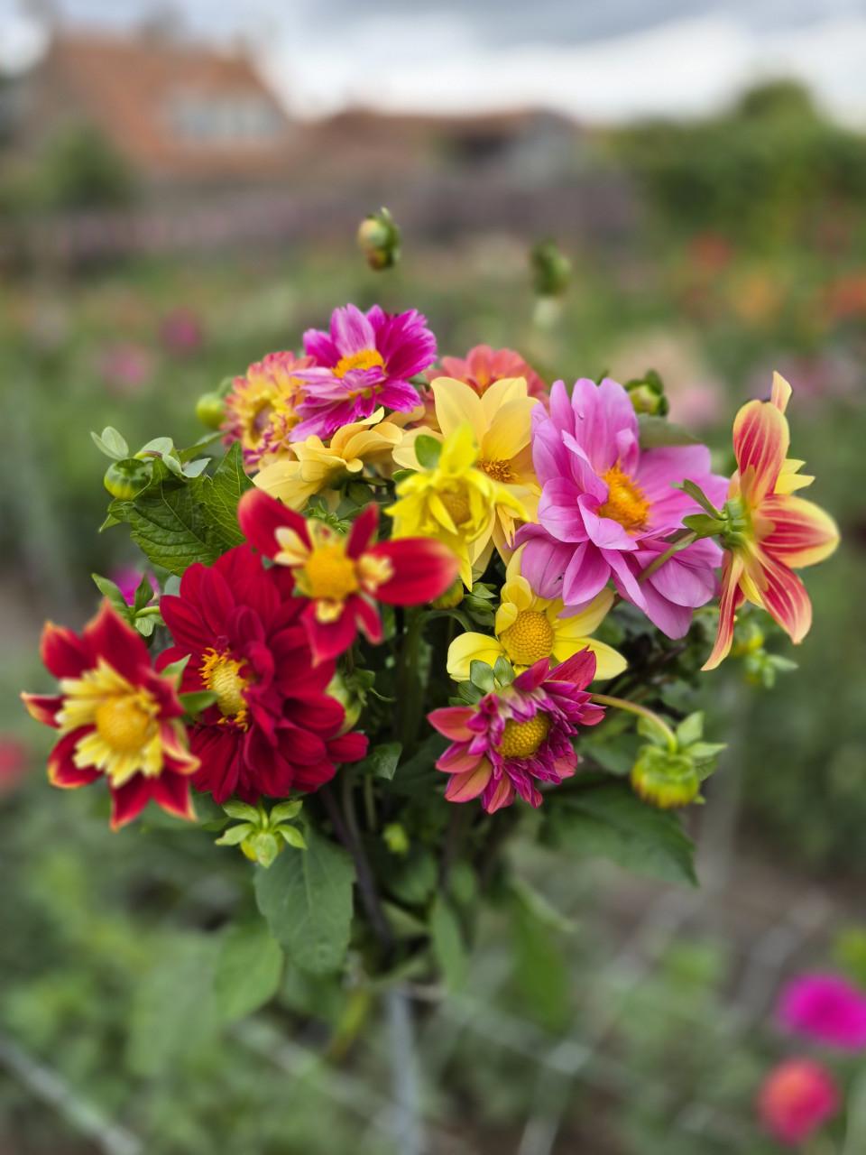 Dahlia's plukken in Heinkenszand.