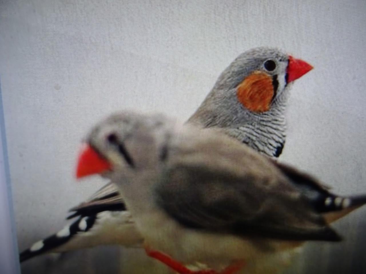 Te koop nog enkele zebravinkjes ook witte broedrijp