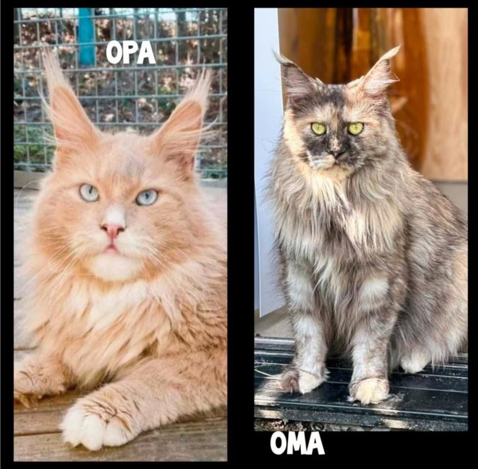 Prachtige blauw oog polydactyl dekkater