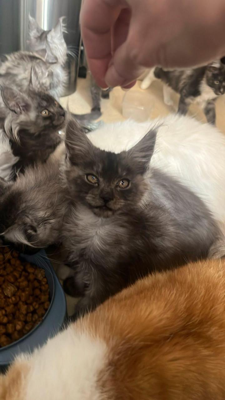 Maincoon kittens
