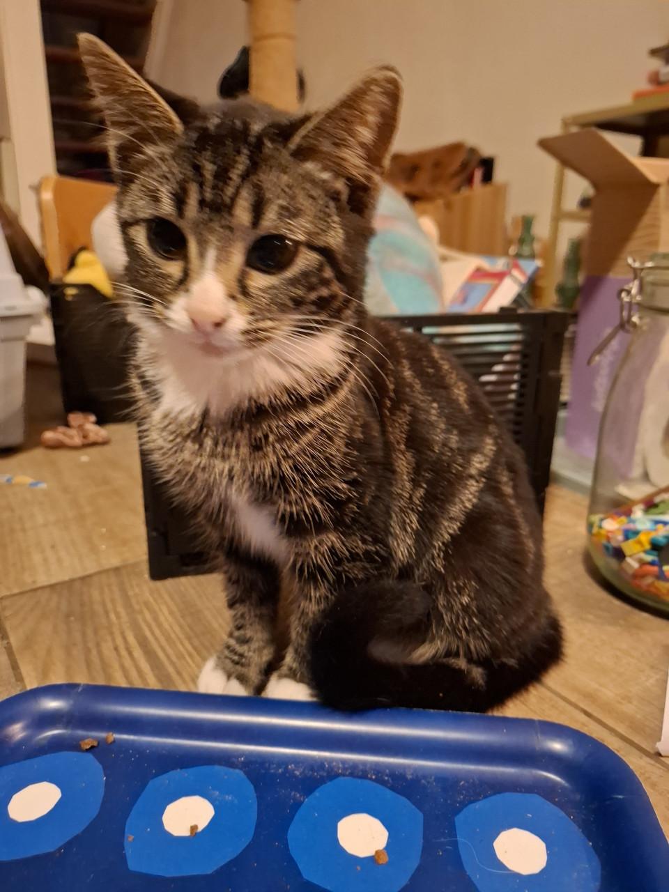 2 Kittens 6 maanden. Poes en katertje