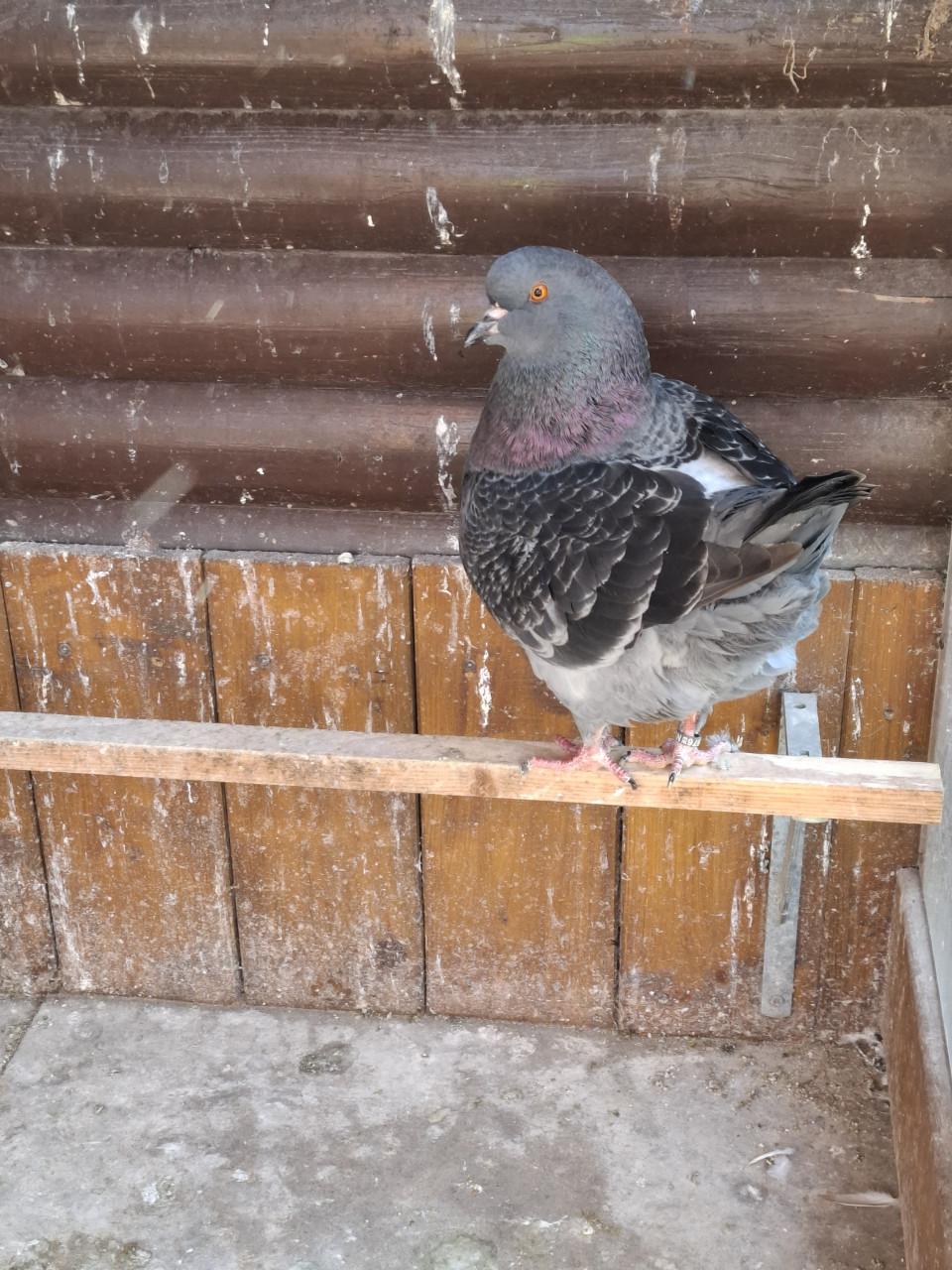 KING Sierduiven