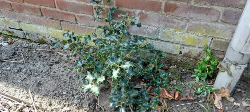 Hulst plant gratis
