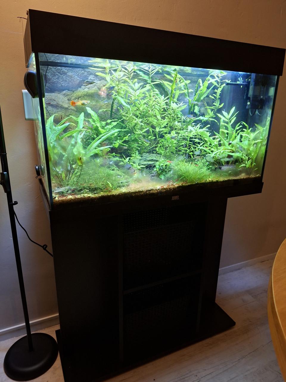 Compleet aquarium met onderkast en 'bewoners'