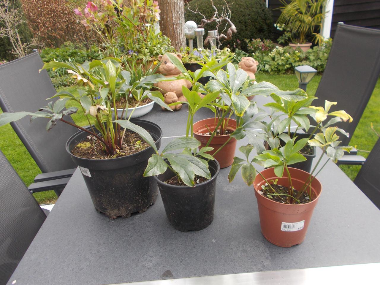 Helleborus 5 stuks  zie de bijgaande foto's