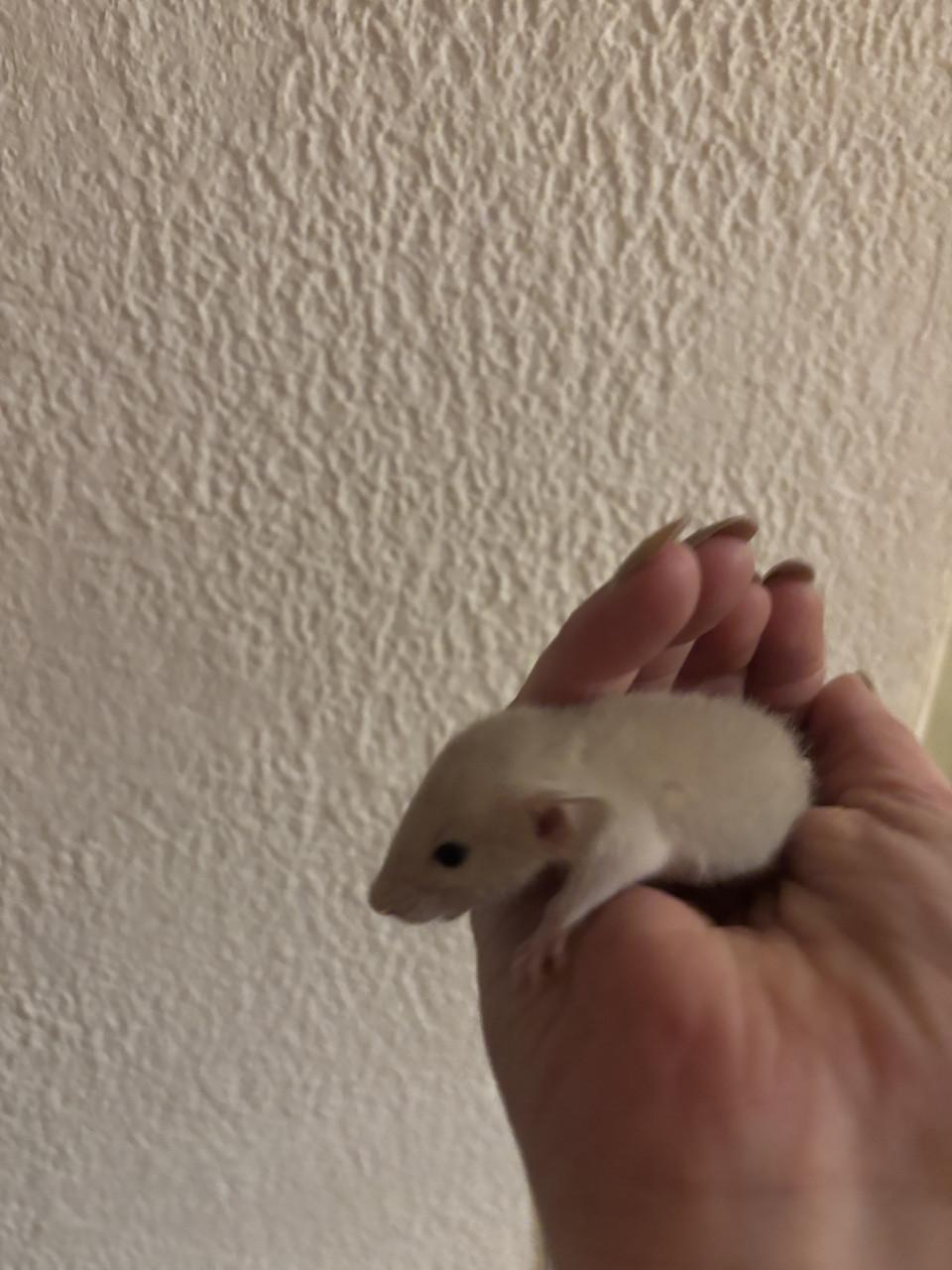 Siamese jongen ratjes te koop