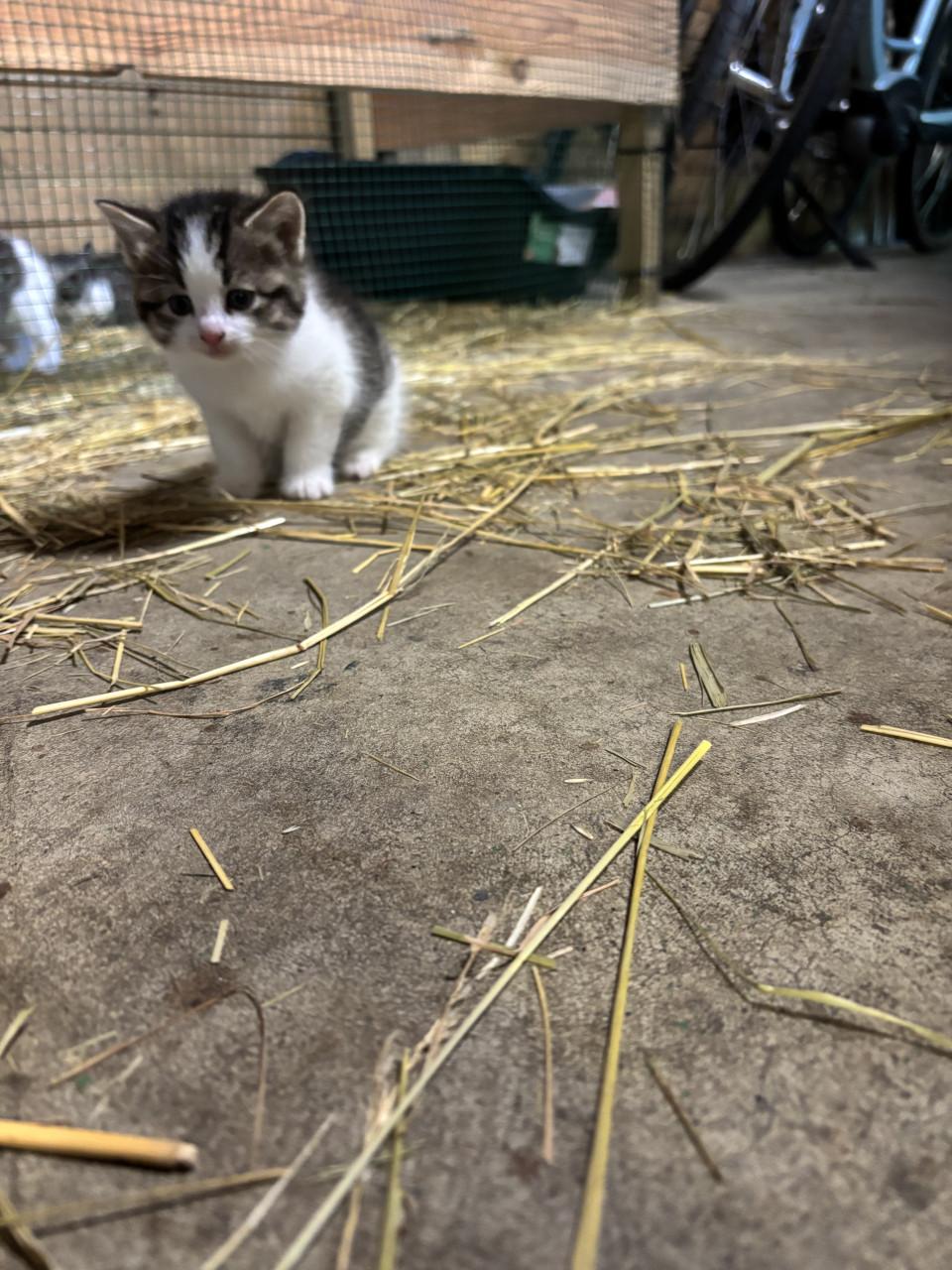 4 boerderij kittens
