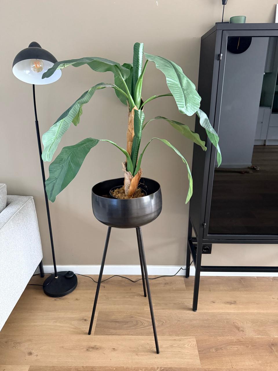 Mooie Musa plant in pot