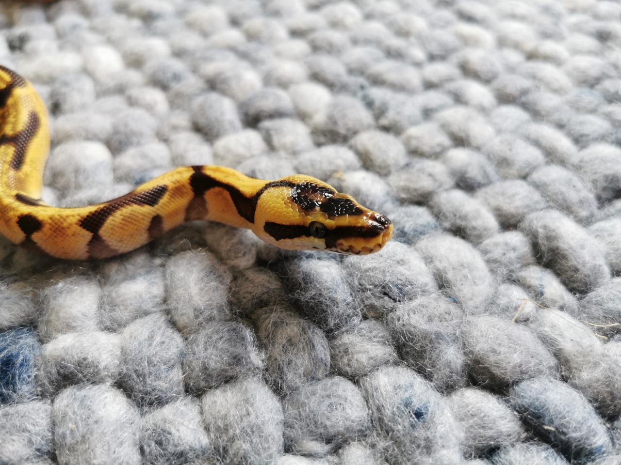 Super Enchi Pastel Koningspython (mannetje)